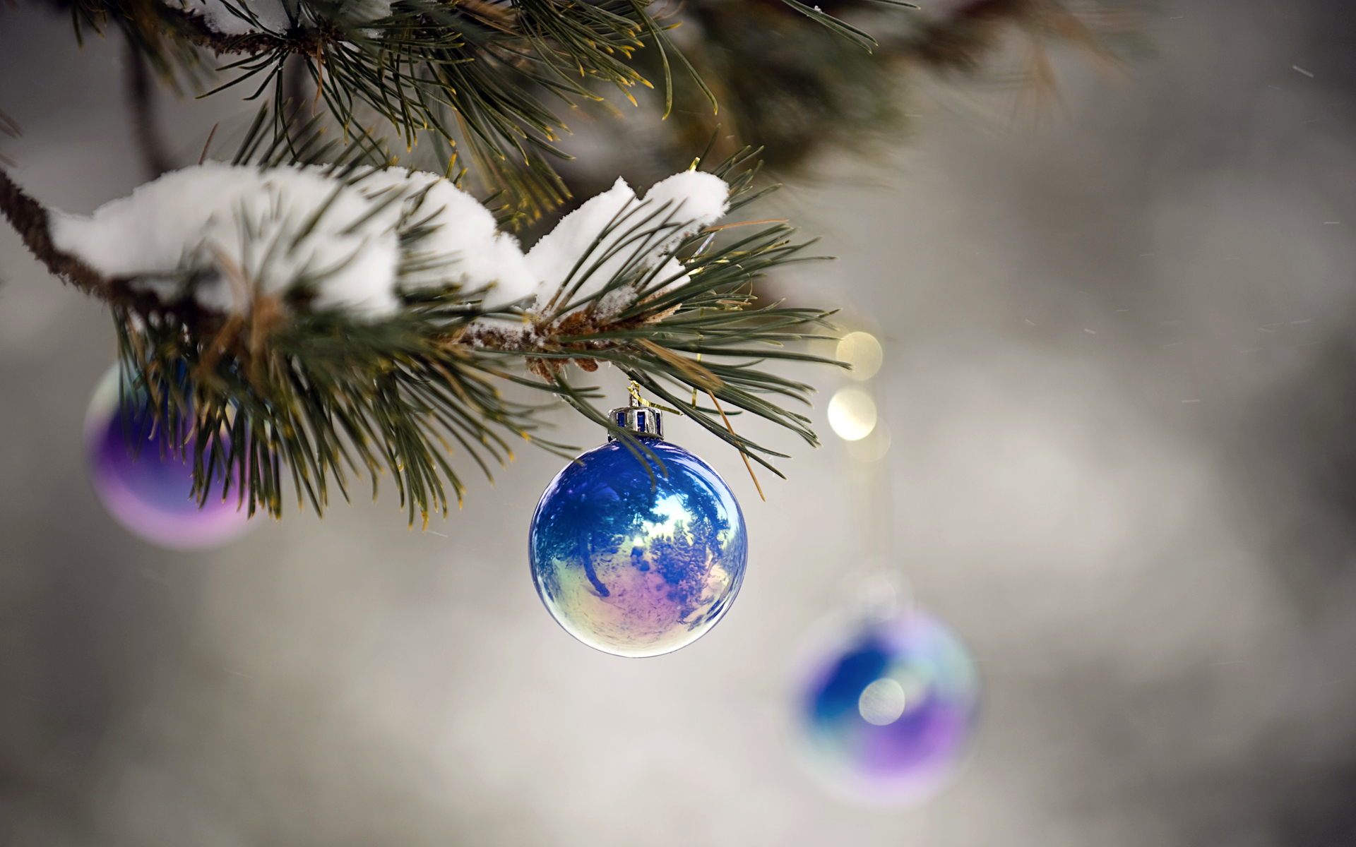 Ornaments hanging from tree branch dusted with snow | HD Wallpapers