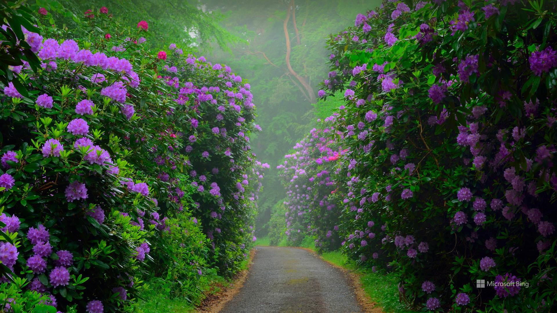 Bing's Best 2 - Flowers & Nature Background Wallpapers on Desktop Nexus  (Image 377393)