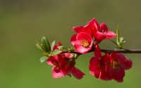 red blossom