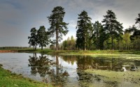 trees landscape