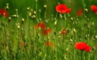 red flowers corn poppy