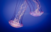 jelly fish