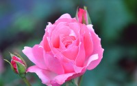 pink rose