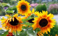 sunflowers