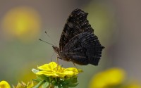 butterfly on a flower