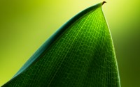 green leaf macro