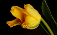 yellow tulip wallpaper