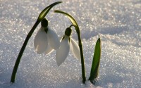 snowdrop