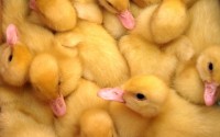 ducklings