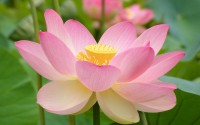 lotus flowers