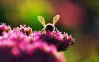 bee on flowers