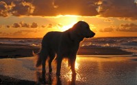 dog at sunset