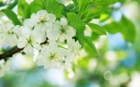 white apple blossom