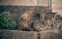 kitten sleeping wallpaper