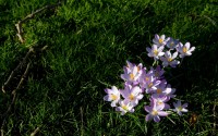 pink crocuses