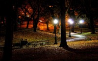 trees at night