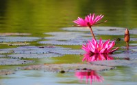 pink lotus flower