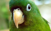 green parrot