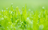 water drops grass