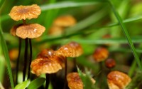 mushrooms in the grass