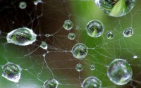 water drops caught on spiderweb