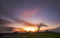 lonely tree at sunset