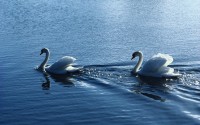 swans swimming