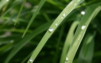 green grass water drops