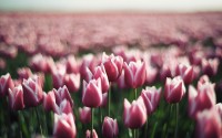 tulip flowers