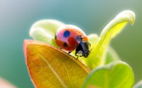 ladybug