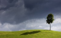 lonely tree on a meadow