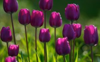 violet tulips