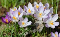 spring crocuses