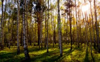 tree trunks forest