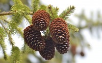 pine cones