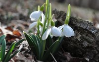 snowdrops wallpaper