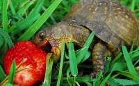 turtle eating strawberry