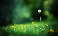 desktop backgrounds dandelion