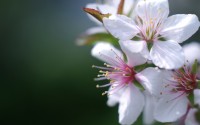 apple blossom