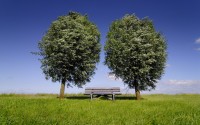 two trees