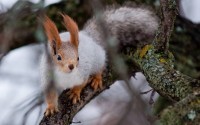 silver squirell