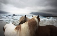 horses at beach