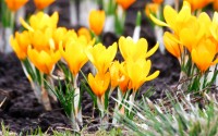 yellow crocuses