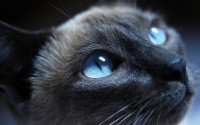 cat with blue eyes