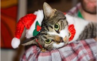 christams kitten