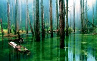 swamp trees