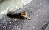 cat on the road