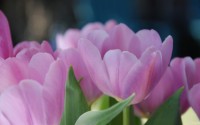 pink flowers