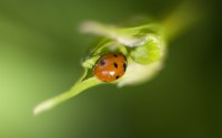 ladybug