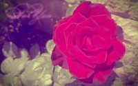 red rose